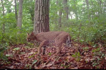 Bobcat on a trail camera
