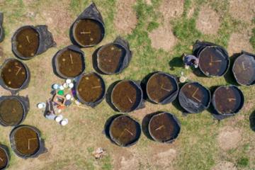 Aerial view of the cattle tank mesocosms used to track wood frog development