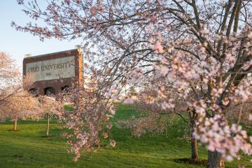 Cherry Blossoms tree campus