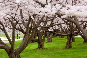 Cherry Blossoms at Ohio University