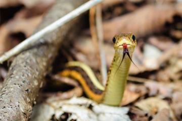 An intrigued Eastern Gartersnake (Thamnophis sirtalis sirtalis) examining the camera. | Photo by alumnus Kyle Brooks