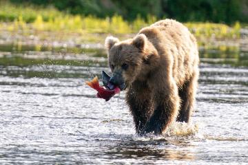 A bear is shown hunting for salmon in a lake
