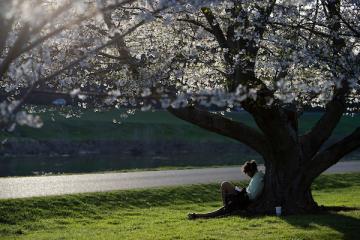 Person reading under the blooming cherry trees near the bike path on the Athens campus