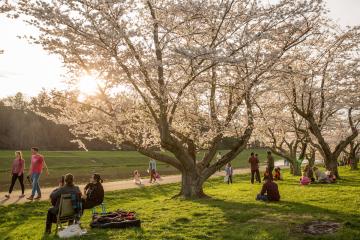 People congregating under blooming cherry trees near the bike path on the Athens campus