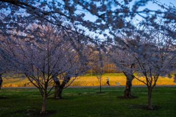 The cherry blossom trees along the Hocking river on Ohio University's Athens campus