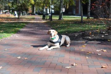 Marcy the OUPD K9 poses  int he sunlight on College Green
