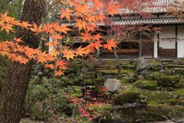 Japanese-style house with rock garden and maple trees in the fall