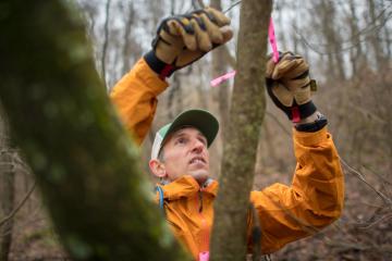 Pete Kotses ties indicator line on a tree branch in the woods