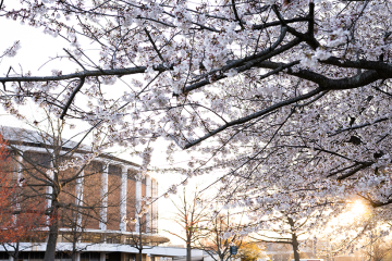 Cherry blossoms in front of the Convo