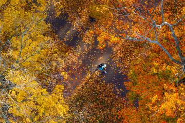 A student walks on the bricks of College Green surrounded by fallen leaves.