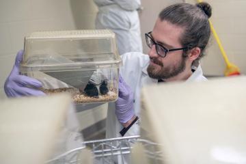 a male researcher wearing glasses, a lab coat and purple nitrile gloves examines two mice in a clear holding container with bedding and a water dispenser