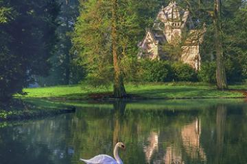 An image of a goose swimming on a lake in front of a land with trees and a building