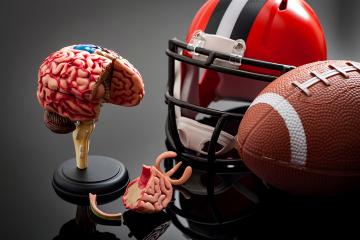 A football helmet, football and model of a brain.