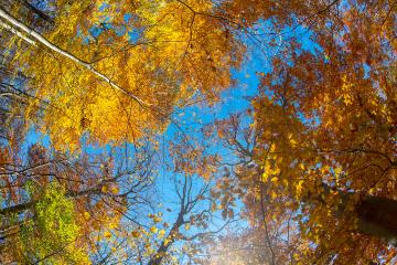 Dysart Woods, old growth forest, Allegheny Plateau, Belmont County, outdoor laboratory, National Natural Landmark