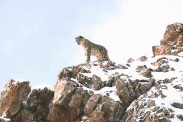 An image of a leopard on rocks from the film "Velvet Queen'"