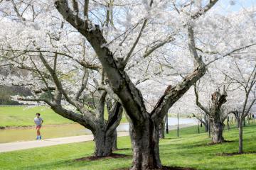 A jogger runs on the bike path near the colorful cherry blossom trees near the Hocking River