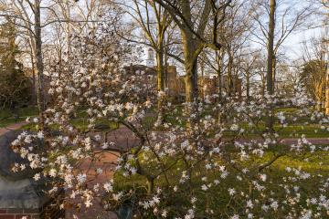 Spring blooms on OHIO's College Green
