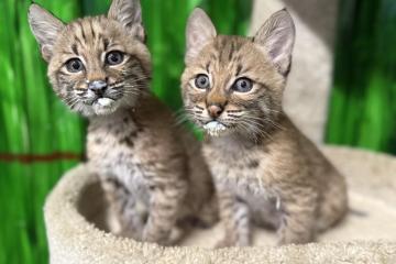 Two young Bobcats are shown sitting together