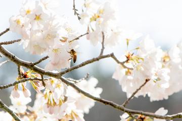 A bee on a cherry blossom tree on OHIO's campus.