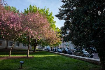 Colorful trees are shown on a spring day on the College Green near Court Street
