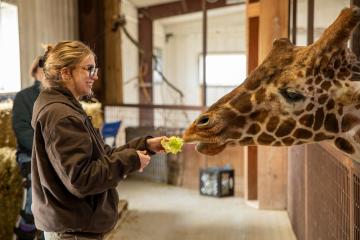 a student holds out a piece of lettuce to a giraffe