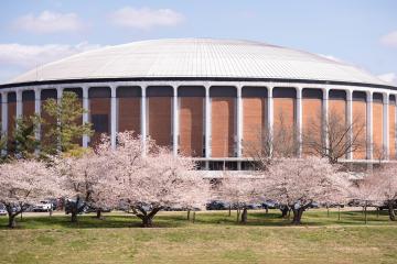 Cherry Blossom trees bloom  in front  of the Convocation Center in spring