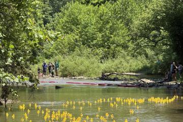 Captina Conservancy Duck Dash 2026 - Hundreds of yellow rubber ducks floating down a creek bed of water.